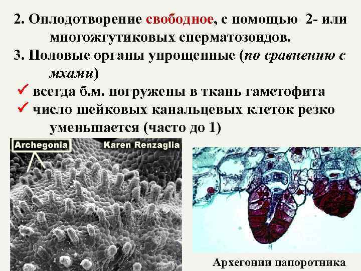 2. Оплодотворение свободное, с помощью 2 - или свободное многожгутиковых сперматозоидов. 3. Половые органы