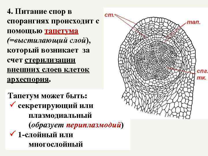 4. Питание спор в спорангиях происходит с помощью тапетума (=выстилающий слой), который возникает за