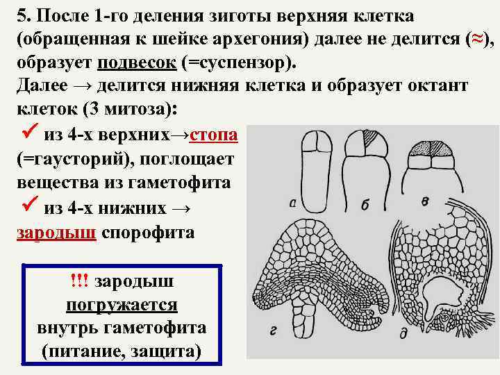 5. После 1 -го деления зиготы верхняя клетка (обращенная к шейке архегония) далее не
