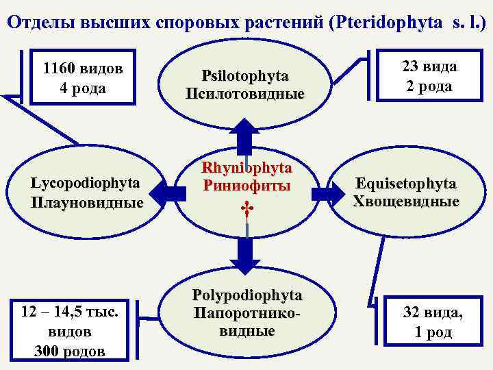 Отделы высших споровых растений (Ptеridophyta s. l. ) 1160 видов 4 рода Lycopodiophyta Плауновидные