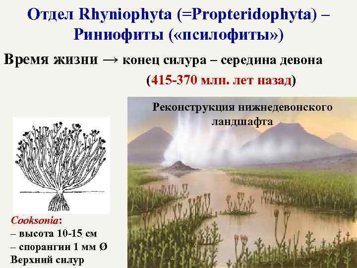 Отдел Rhyniophyta (=Propteridophyta) – Риниофиты ( «псилофиты» ) Время жизни → конец силура –