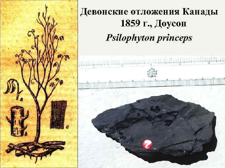 Девонские отложения Канады 1859 г. , Доусон Psilophyton princeps 