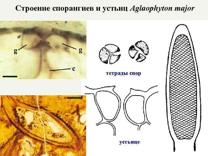 Строение спорангиев и устьиц Aglaophyton major тетрады спор устьице 