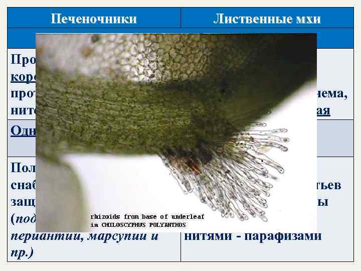 Печеночники Лиственные мхи Признаки гаметофита Просто устроенная Сложно устроенная короткоживущая нитчатая или протонема из