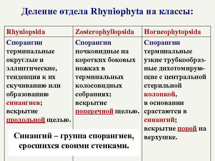 Деление отдела Rhyniophyta на классы: Rhyniopsida Спорангии терминальные округлые и эллиптические, тенденция к их
