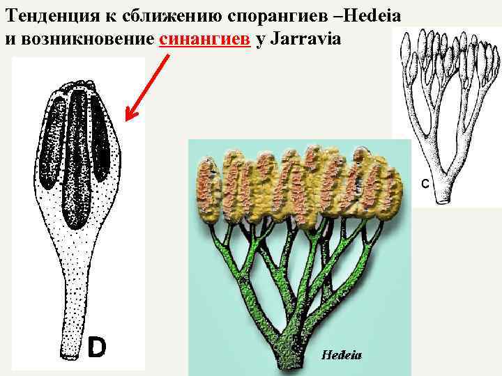 Где находятся спорангии у хвощей. Экзо спорангий. Тримерофитовые спорангии. Массула спорангии. Класс спорангии.