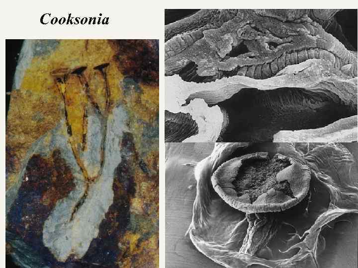 Cooksonia 