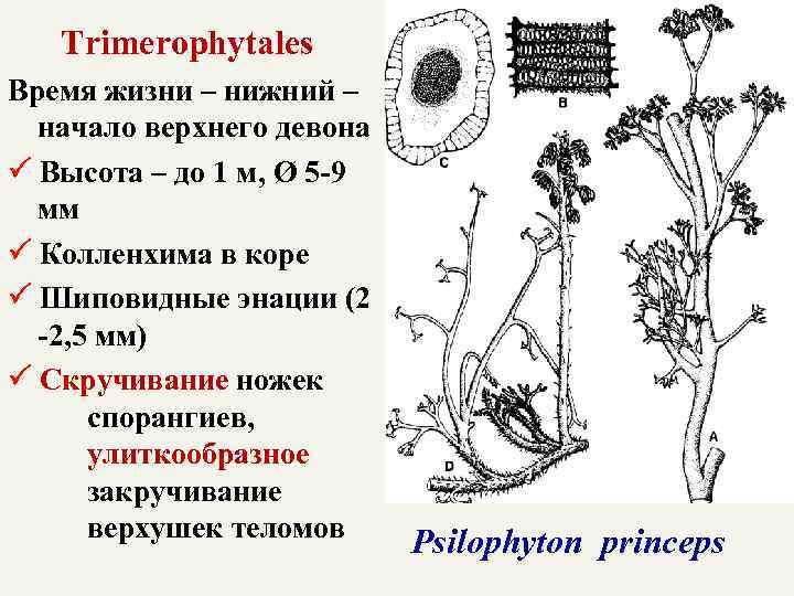 Trimerophytales Время жизни – нижний – начало верхнего девона Высота – до 1 м,