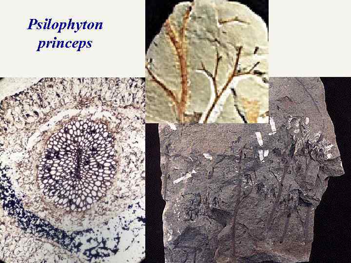 Psilophyton princeps 