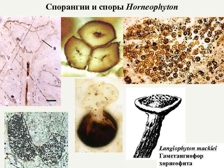 Спорангии и споры Horneophyton Langiophyton mackiei Гаметангиофор хорнеофита 