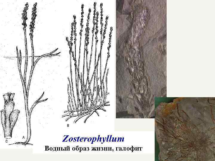 Zosterophyllum Водный образ жизни, галофит 