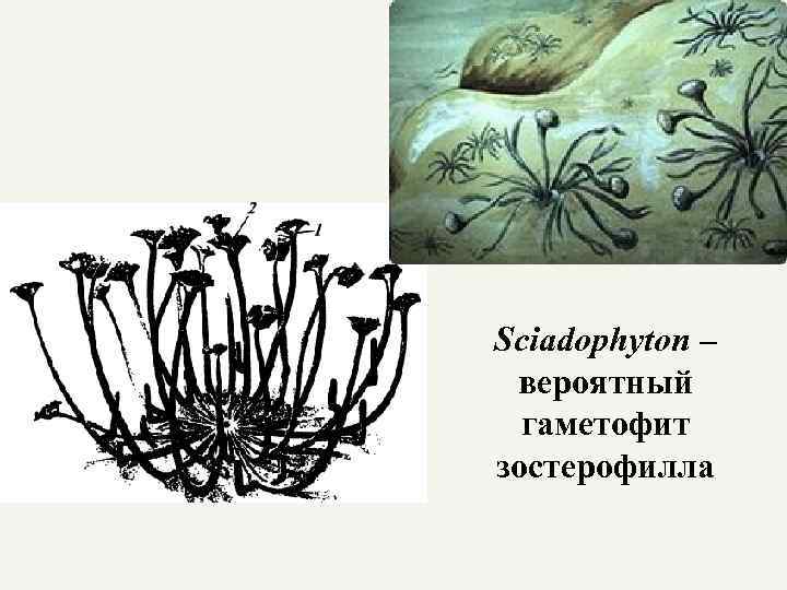 Sciadophyton – вероятный гаметофит зостерофилла 