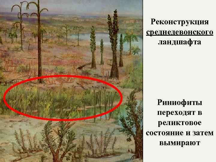 Реконструкция среднедевонского ландшафта Риниофиты переходят в реликтовое состояние и затем вымирают 