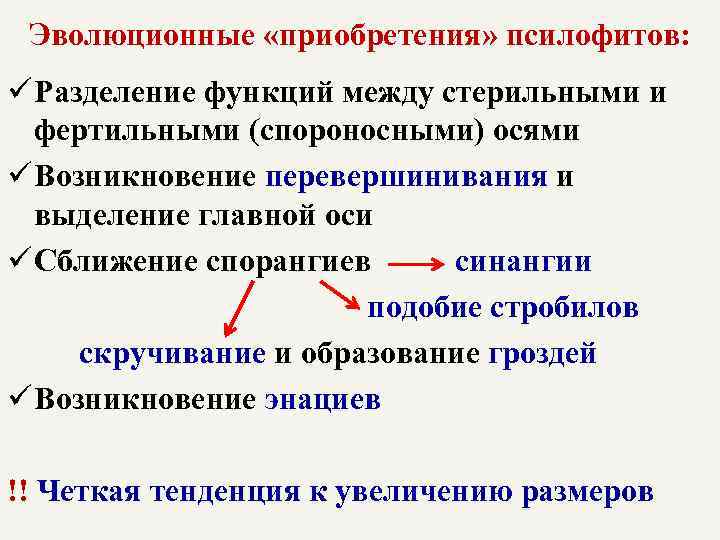 Эволюционные «приобретения» псилофитов: ü Разделение функций между стерильными и фертильными (спороносными) осями ü Возникновение