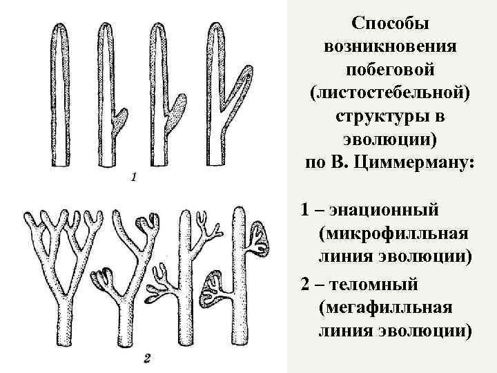 Способы возникновения побеговой (листостебельной) структуры в эволюции) по В. Циммерману: 1 – энационный (микрофилльная