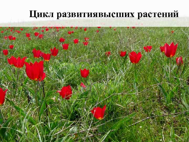 Цикл развитиявысших растений 