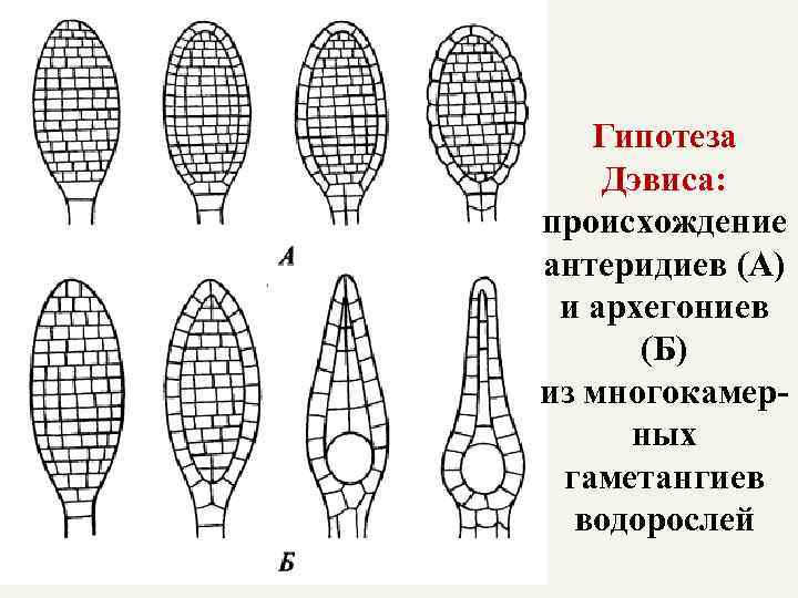 Гипотеза Дэвиса: происхождение антеридиев (А) и архегониев (Б) из многокамерных гаметангиев водорослей 
