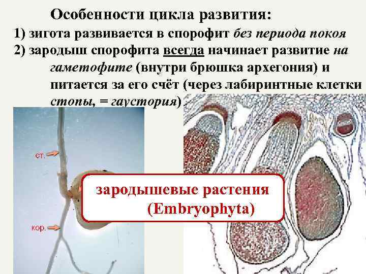 Особенности цикла развития: 1) зигота развивается в спорофит без периода покоя 2) зародыш спорофита