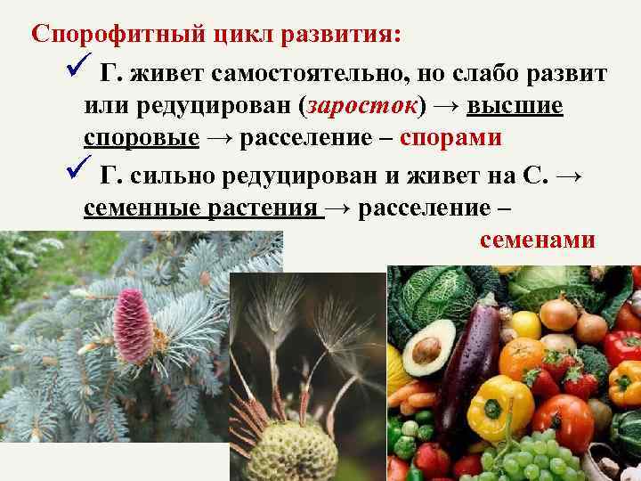 Спорофитный цикл развития: ü Г. живет самостоятельно, но слабо развит или редуцирован (заросток) →
