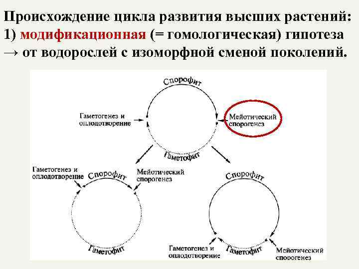 Происхождение цикла развития высших растений: 1) модификационная (= гомологическая) гипотеза → от водорослей с