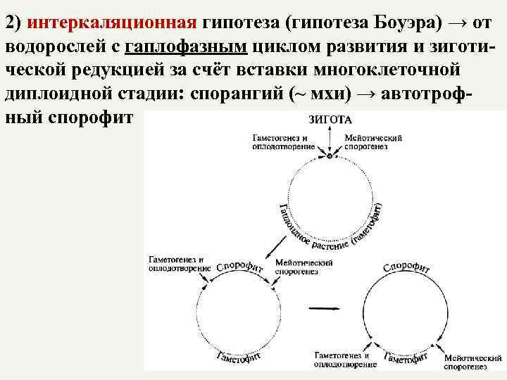 2) интеркаляционная гипотеза (гипотеза Боуэра) → от водорослей с гаплофазным циклом развития и зиготической