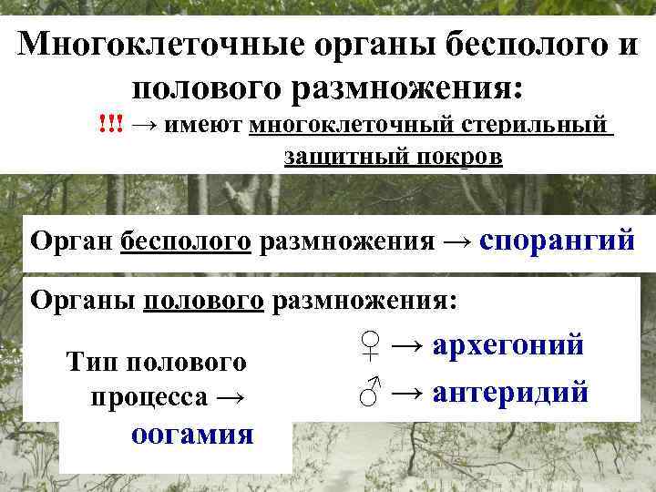 Многоклеточные органы бесполого и полового размножения: !!! → имеют многоклеточный стерильный защитный покров Орган