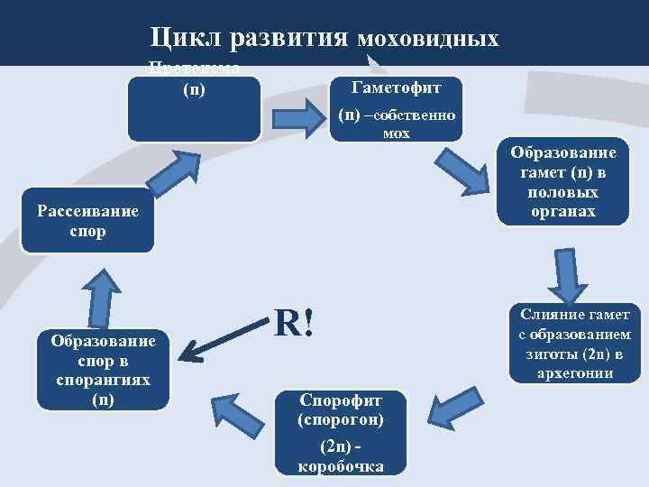 Цикл развития моховидных Протонема (n) Гаметофит (n) –собственно мох Образование гамет (n) в половых