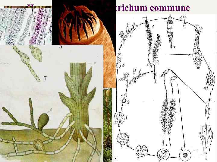 Цикл развития Polytrichum commune 