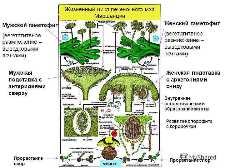 Схема этапы развития растений на земле