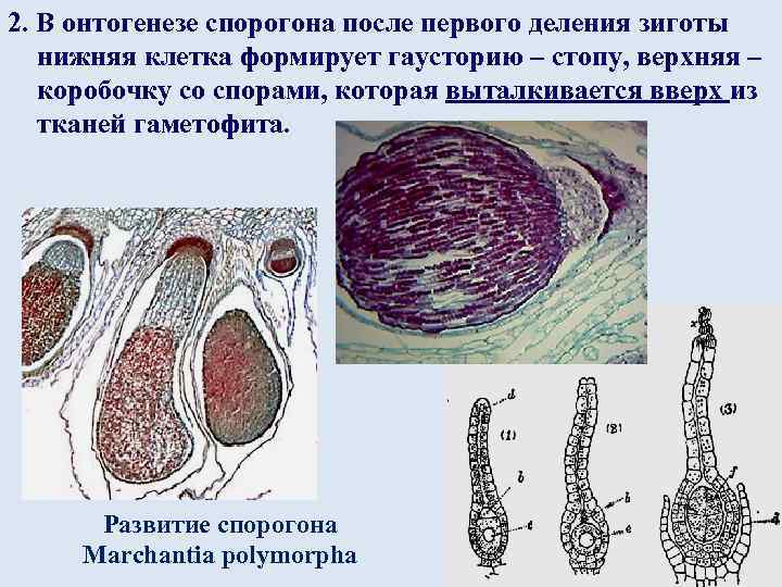 С помощью какой мужской клетки происходит размножение растений изображенного на рисунке