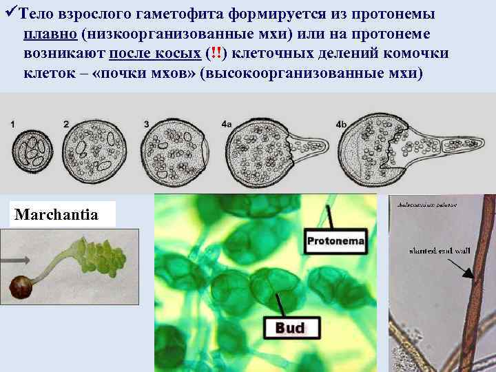  Тело взрослого гаметофита формируется из протонемы плавно (низкоорганизованные мхи) или на протонеме возникают