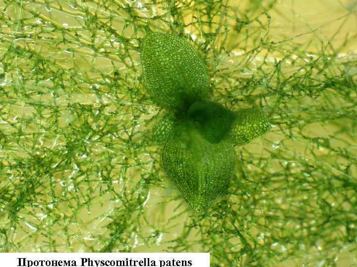 Протонема Physcomitrella patens 
