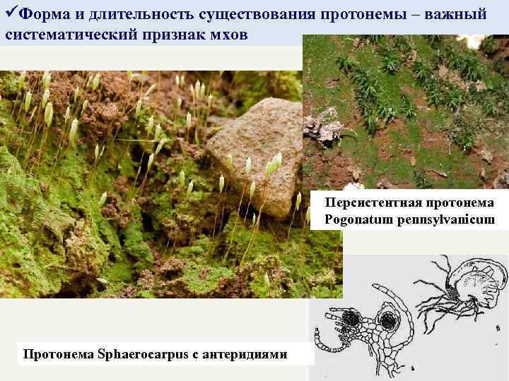  Форма и длительность существования протонемы – важный систематический признак мхов Персистентная протонема Pogonatum