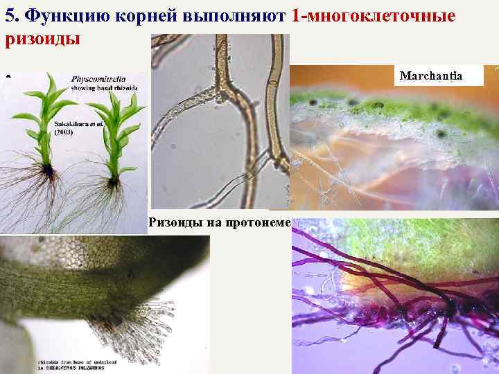 5. Функцию корней выполняют 1 -многоклеточные ризоиды Marchantia Ризоиды на протонеме 