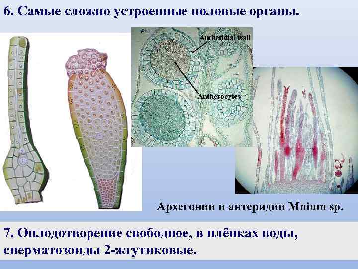 6. Самые сложно устроенные половые органы. Архегонии и антеридии Mnium sp. 7. Оплодотворение свободное,