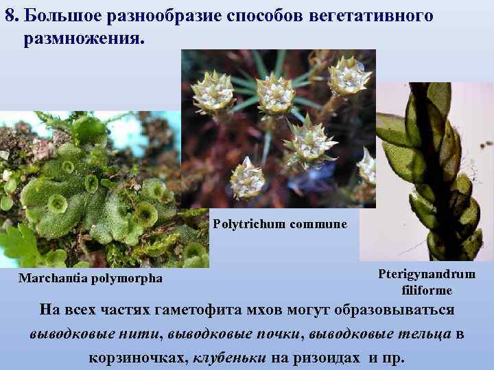8. Большое разнообразие способов вегетативного размножения. Polytrichum commune Marchantia polymorpha Pterigynandrum filiforme На всех