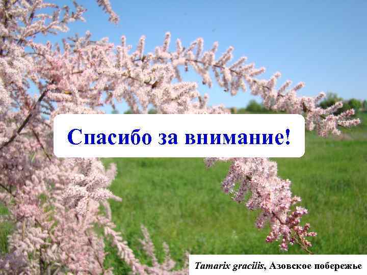 Спасибо за внимание! Tamarix gracilis, Азовское побережье 