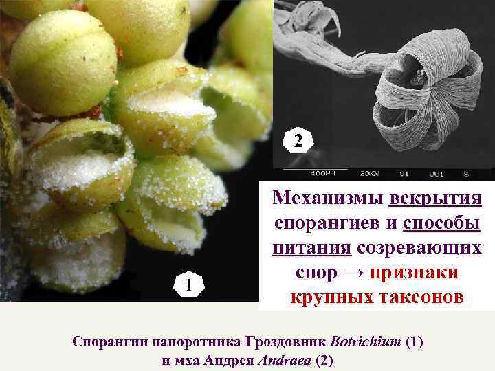 2 1 Механизмы вскрытия спорангиев и способы питания созревающих спор → признаки крупных таксонов