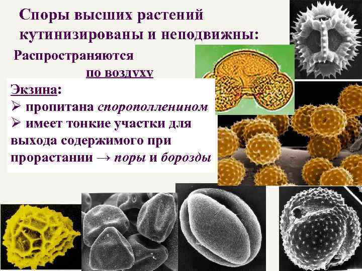 Споры высших растений кутинизированы и неподвижны: Распространяются по воздуху Экзина: споры → 2 слоя: