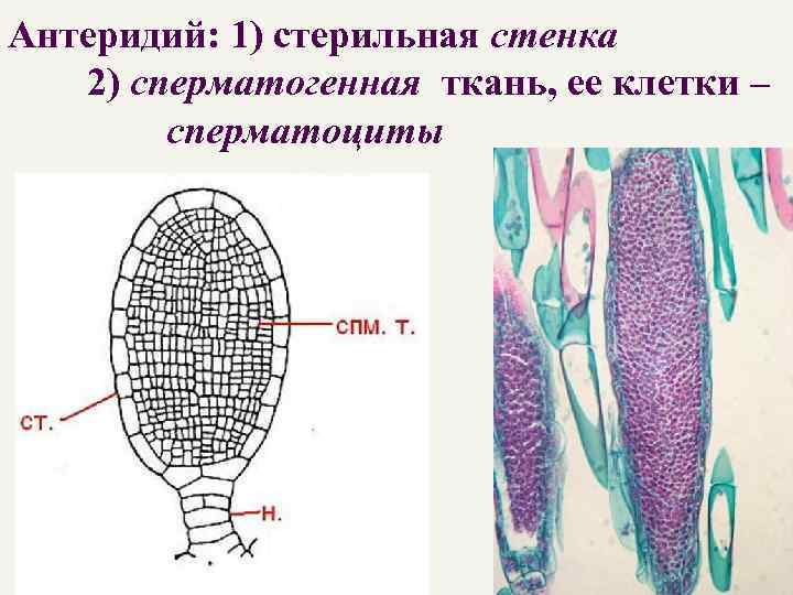 Антеридии