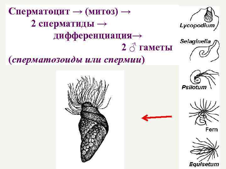 Сперматоцит → (митоз) → 2 сперматиды → дифференциация→ 2 ♂ гаметы (сперматозоиды или спермии)
