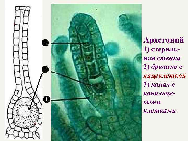  Архегоний 1) стерильная стенка 2) брюшко с яйцеклеткой 3) канал с канальцевыми клетками