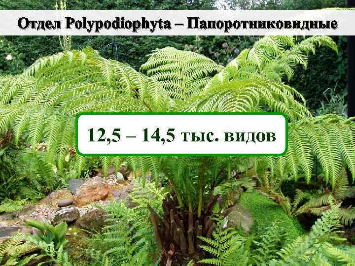 Отдел Polypodiophyta – Папоротниковидные 12, 5 – 14, 5 тыс. видов 