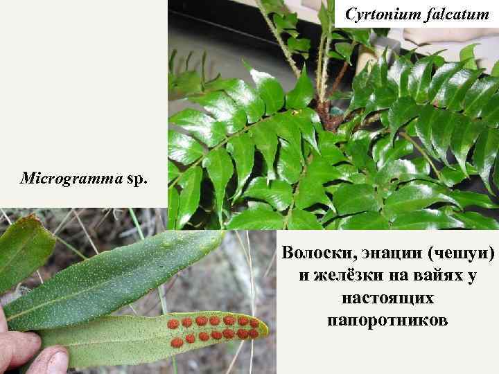 Cyrtonium falcatum Microgramma sp. Волоски, энации (чешуи) и желёзки на вайях у настоящих папоротников