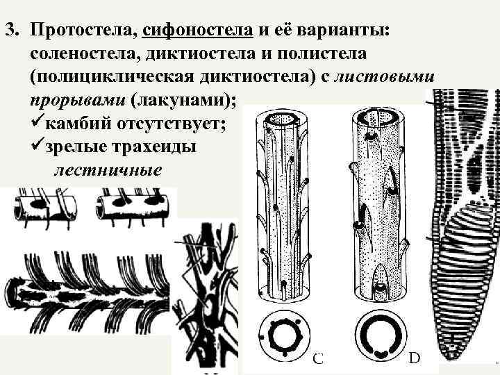 Типы стеллы. Полициклическая сифоностела. Протостела и сифоностела. Диктиостела характерна для. Диктиостела строение.