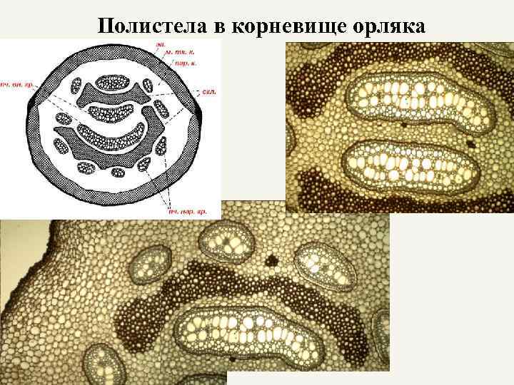 Полистела в корневище орляка 