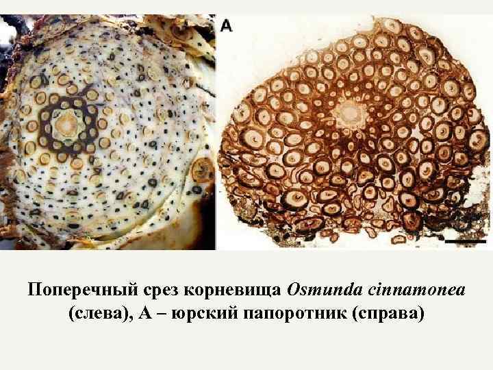 Поперечный срез корневища Osmunda cinnamonea (слева), А – юрский папоротник (справа) 