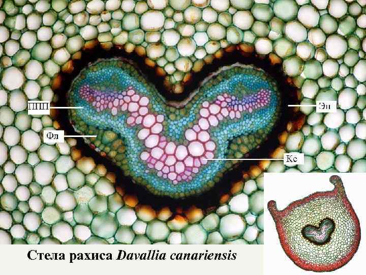 Стела рахиса Davallia canariensis 