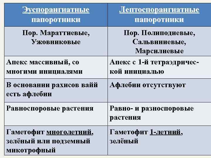 Эуспорангиатные папоротники Лептоспорангиатные папоротники Пор. Мараттиевые, Ужовниковые Пор. Полиподиевые, Сальвиниевые, Марсилиевые Апекс с 1