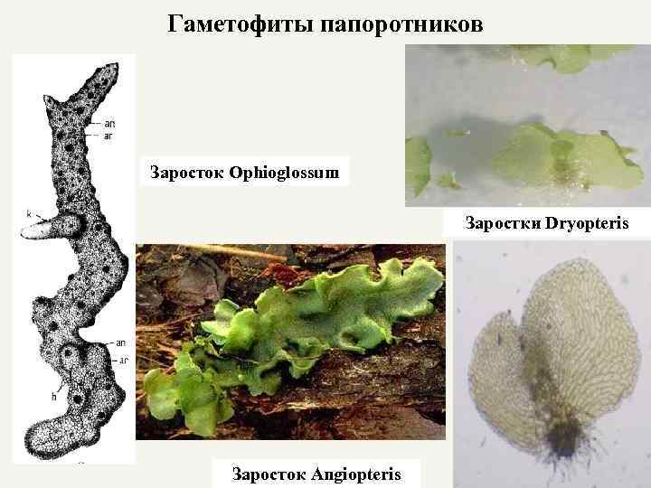 Гаметофит папоротника картинка